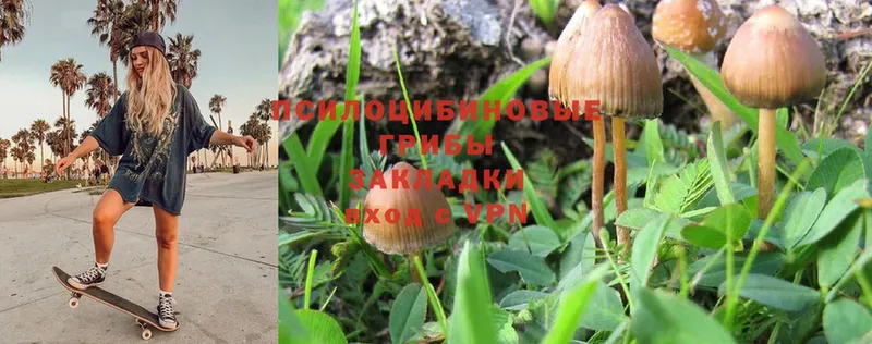 Галлюциногенные грибы Psilocybe  kraken зеркало  Сурск 